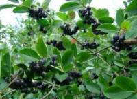 Chokeberry - properties and methods of application